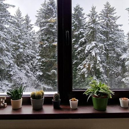 Pine Tree Apartment / Borovets Gardens Dış mekan fotoğraf